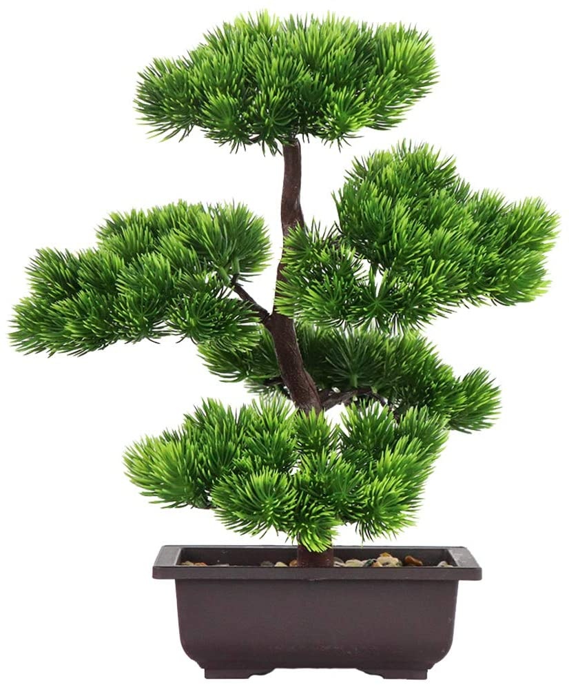 Bonsai Garden Kit - Bonsái de pino japonés para decoración