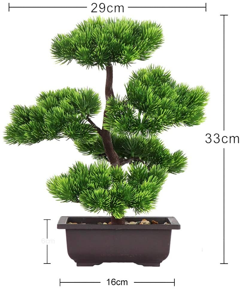 Bonsái de pino japonés para de - Bonsai Garden Kit reseña y precio