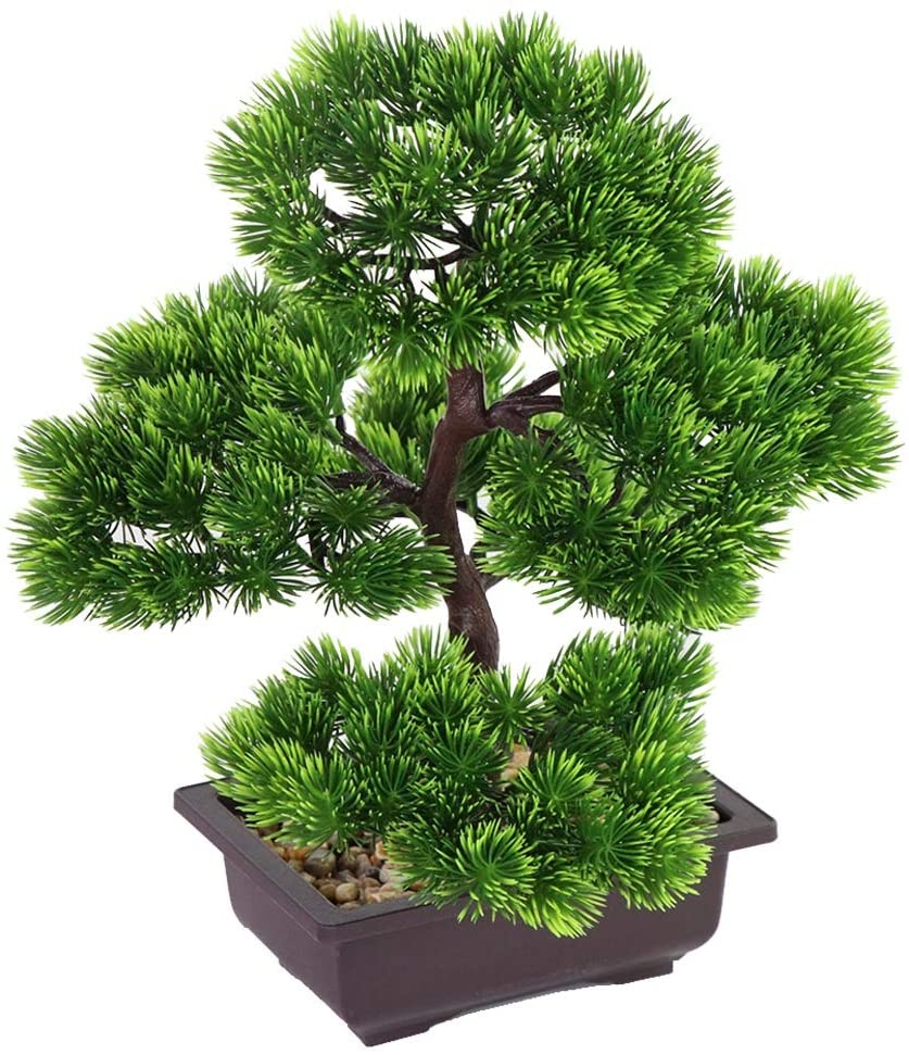 Bonsái de pino japonés para de - Bonsai Garden Kit reseña y precio