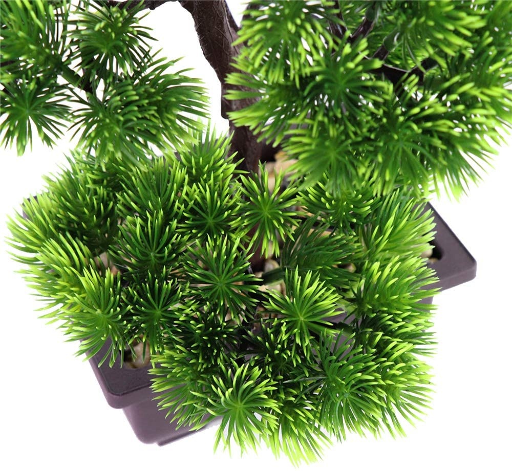 Bonsái de pino japonés para de - Bonsai Garden Kit reseña y precio