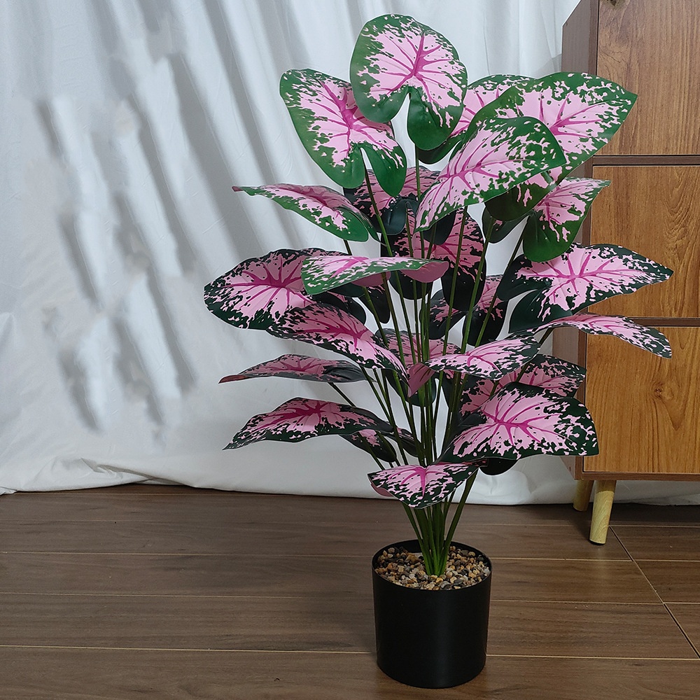 Plantas en macetas de hojas ro - Bonsai Garden Kit reseña y precio