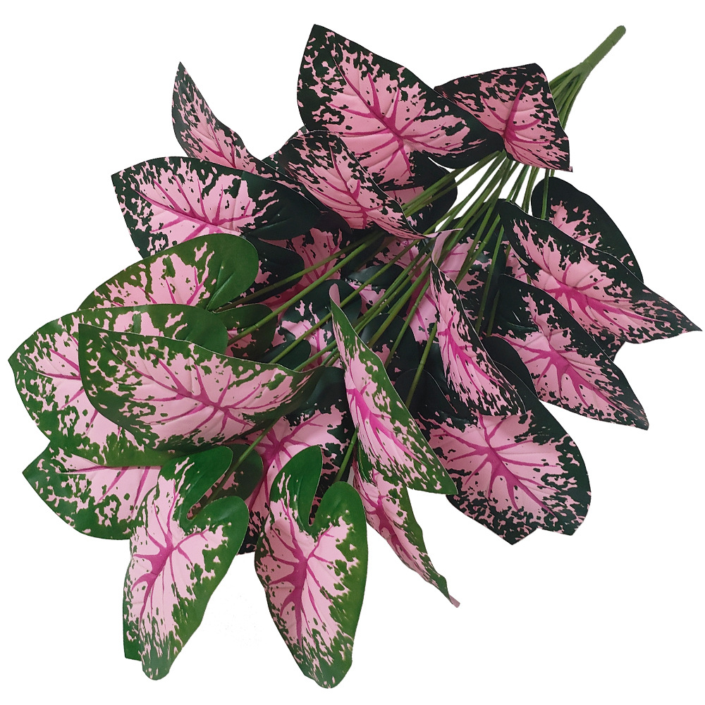 Plantas en macetas de hojas ro - Bonsai Garden Kit reseña y precio