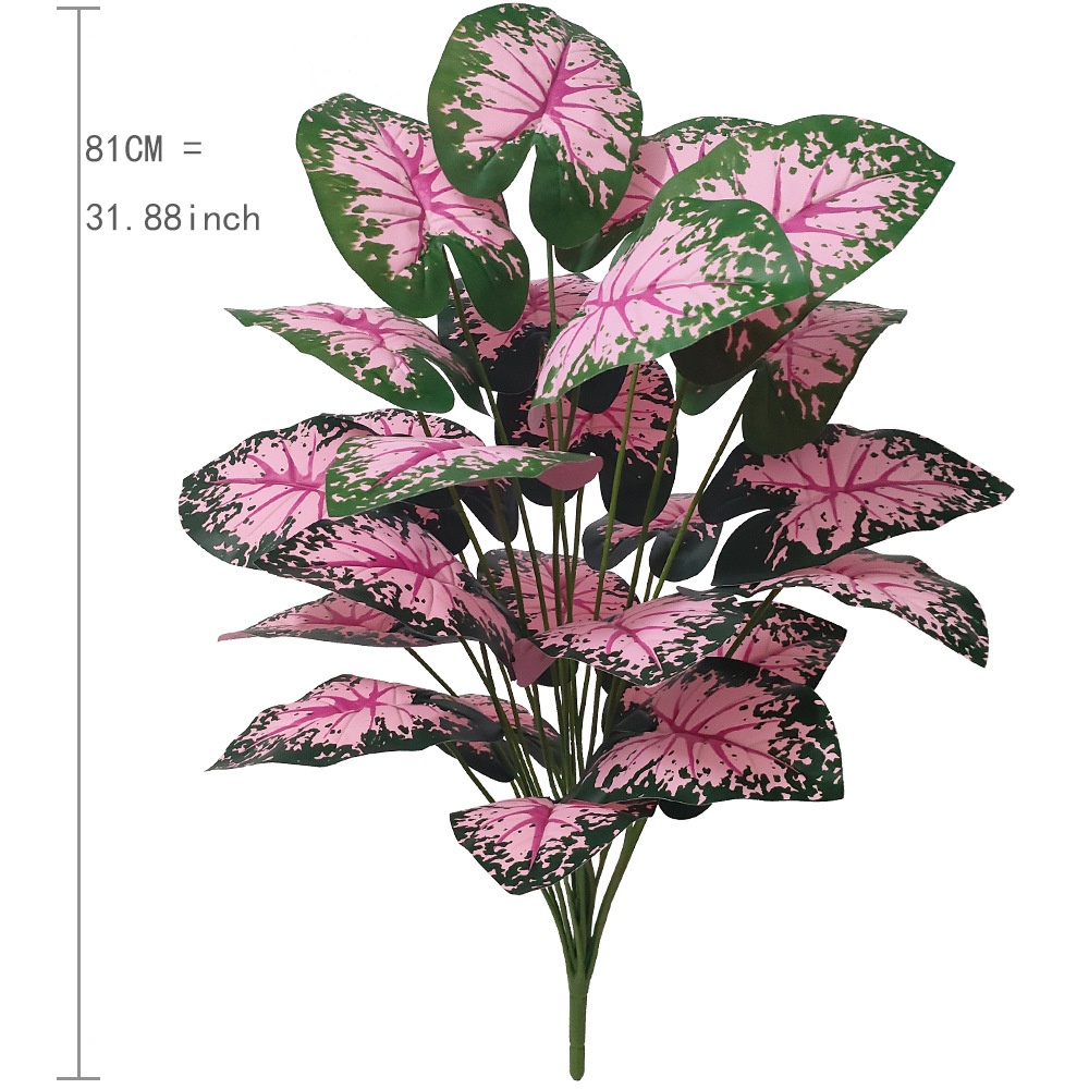 Plantas en macetas de hojas ro - Bonsai Garden Kit reseña y precio