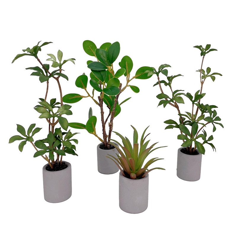 Planta en maceta en miniatura  - Bonsai Garden Kit reseña y precio