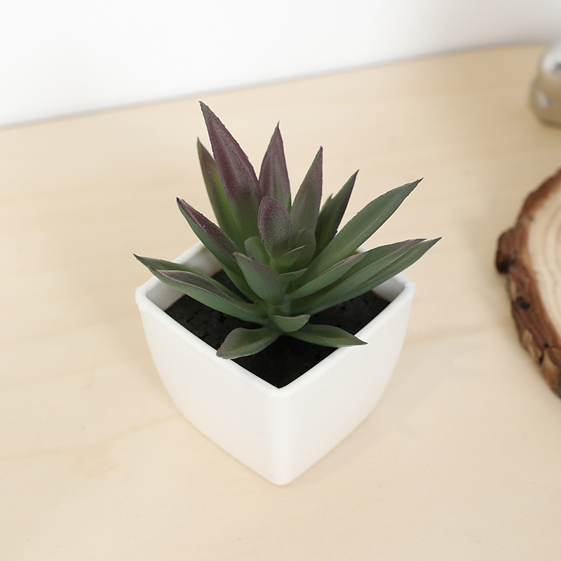 Mini taza de hadas suculenta A - Bonsai Garden Kit reseña y precio